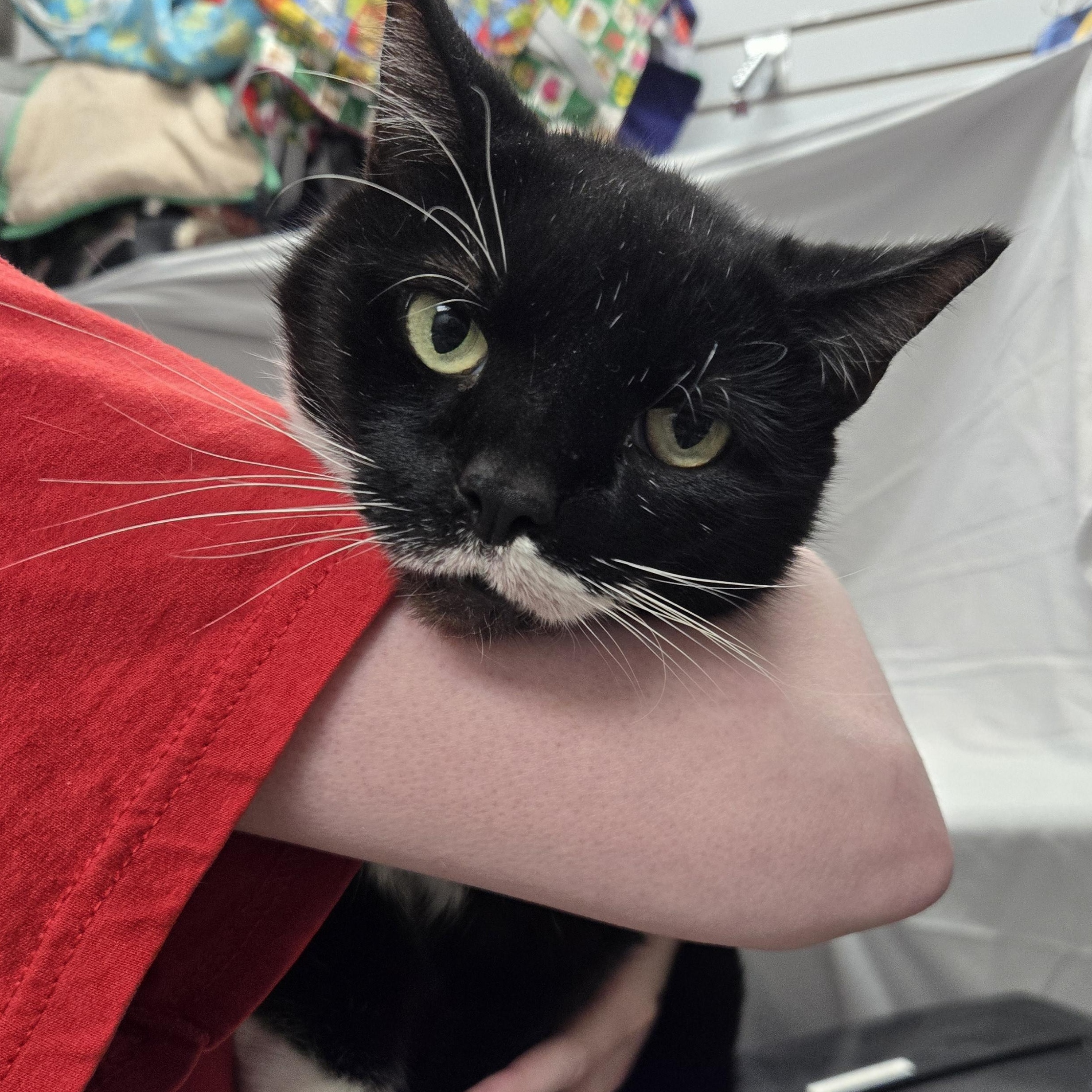 Wooten, a Adoptable Domestic Short Hair in Richmond, KY image 2/6