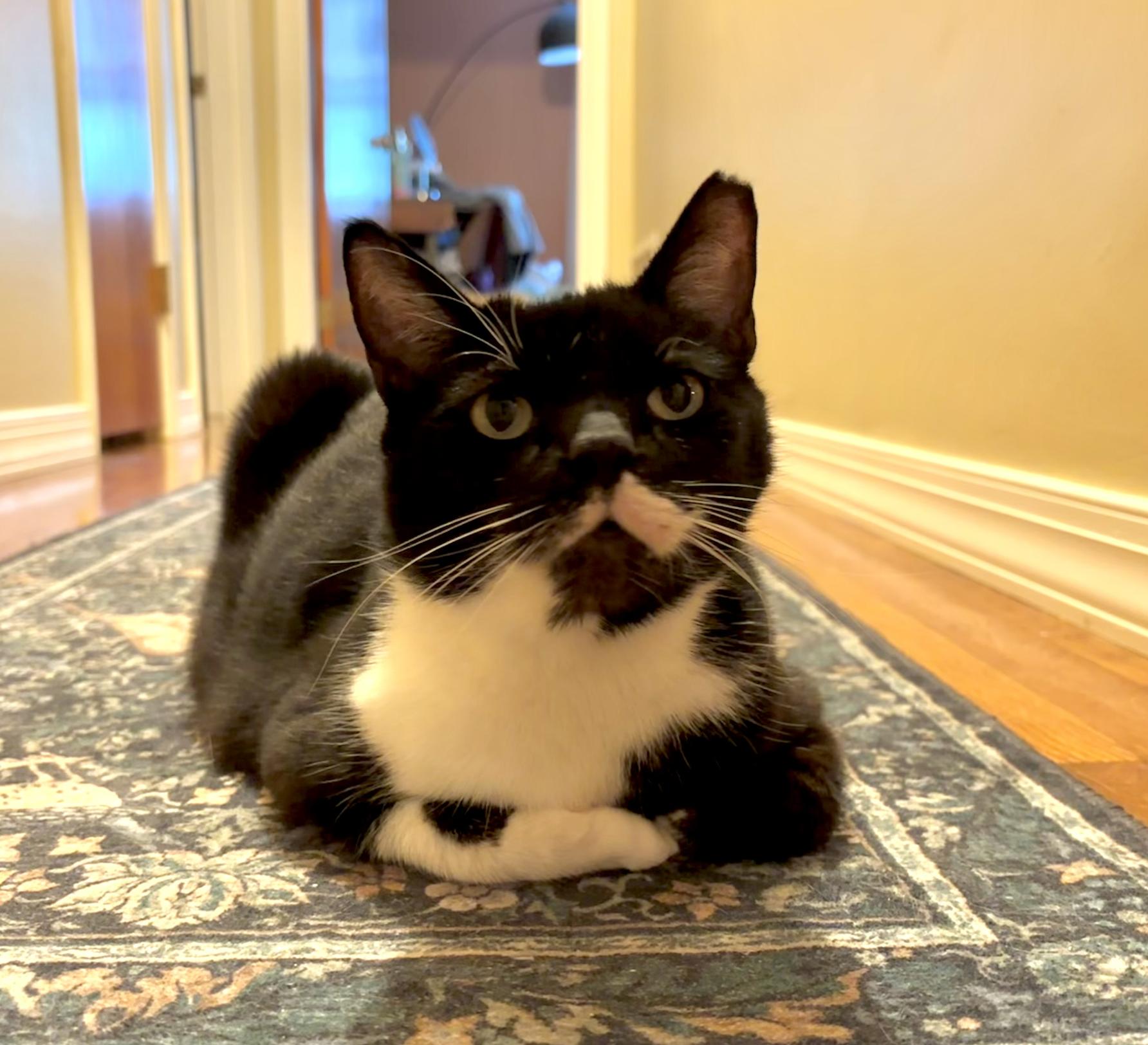 Wooten, an adoptable Domestic Short Hair in Richmond, KY image 2/6