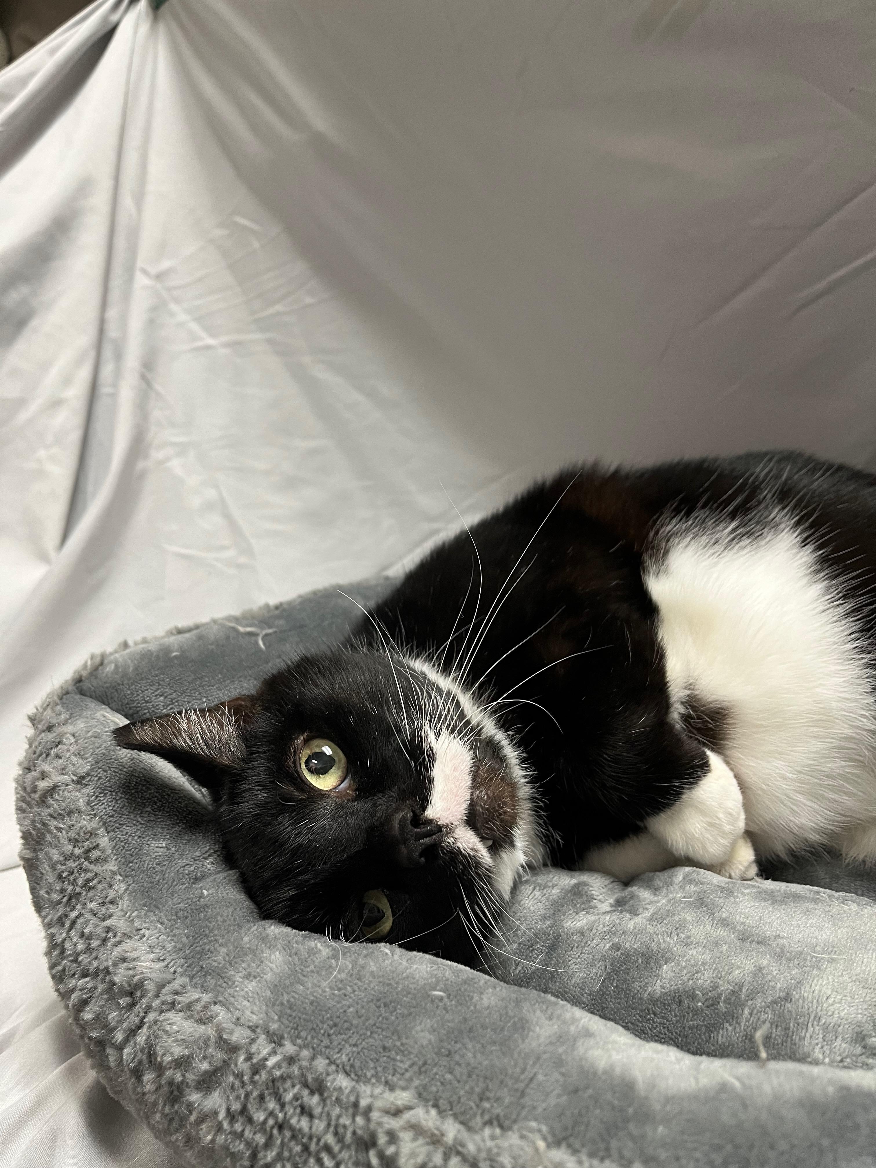 Wooten, a Adoptable Domestic Short Hair in Richmond, KY image 3/6