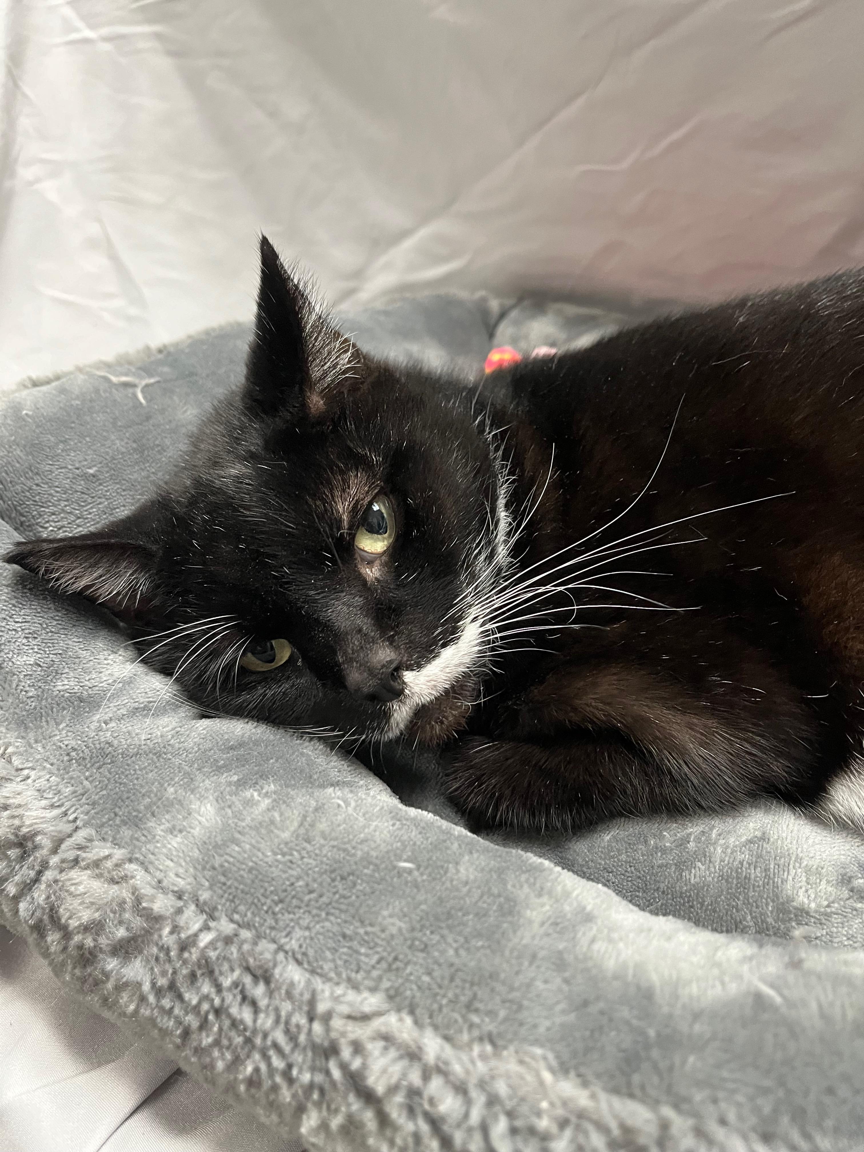 Wooten, a Adoptable Domestic Short Hair in Richmond, KY image 4/6