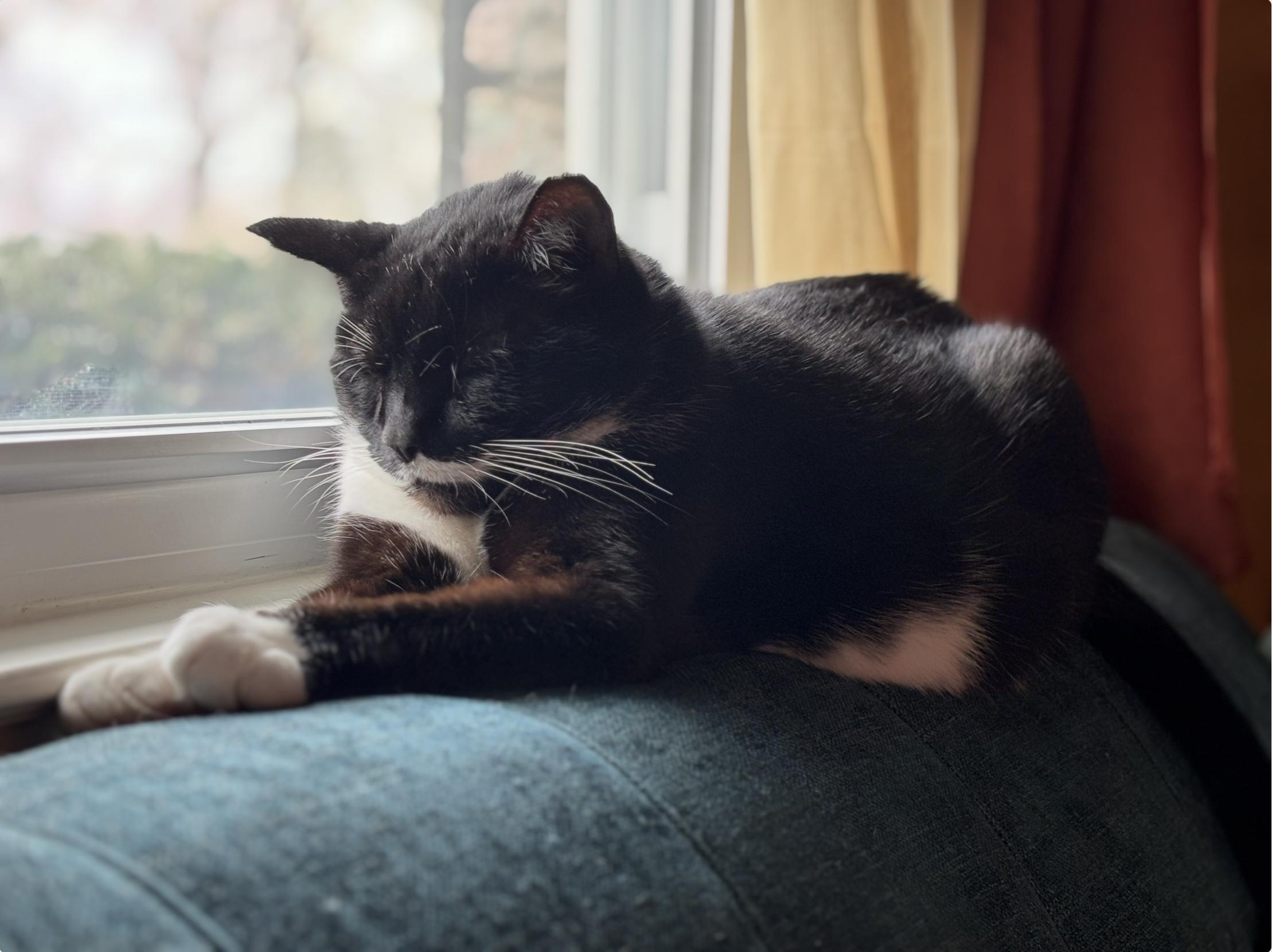Wooten, an adoptable Domestic Short Hair in Richmond, KY image 3/6