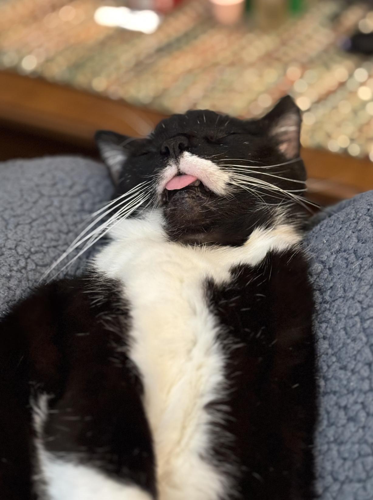 Wooten, an adoptable Domestic Short Hair in Richmond, KY image 4/6