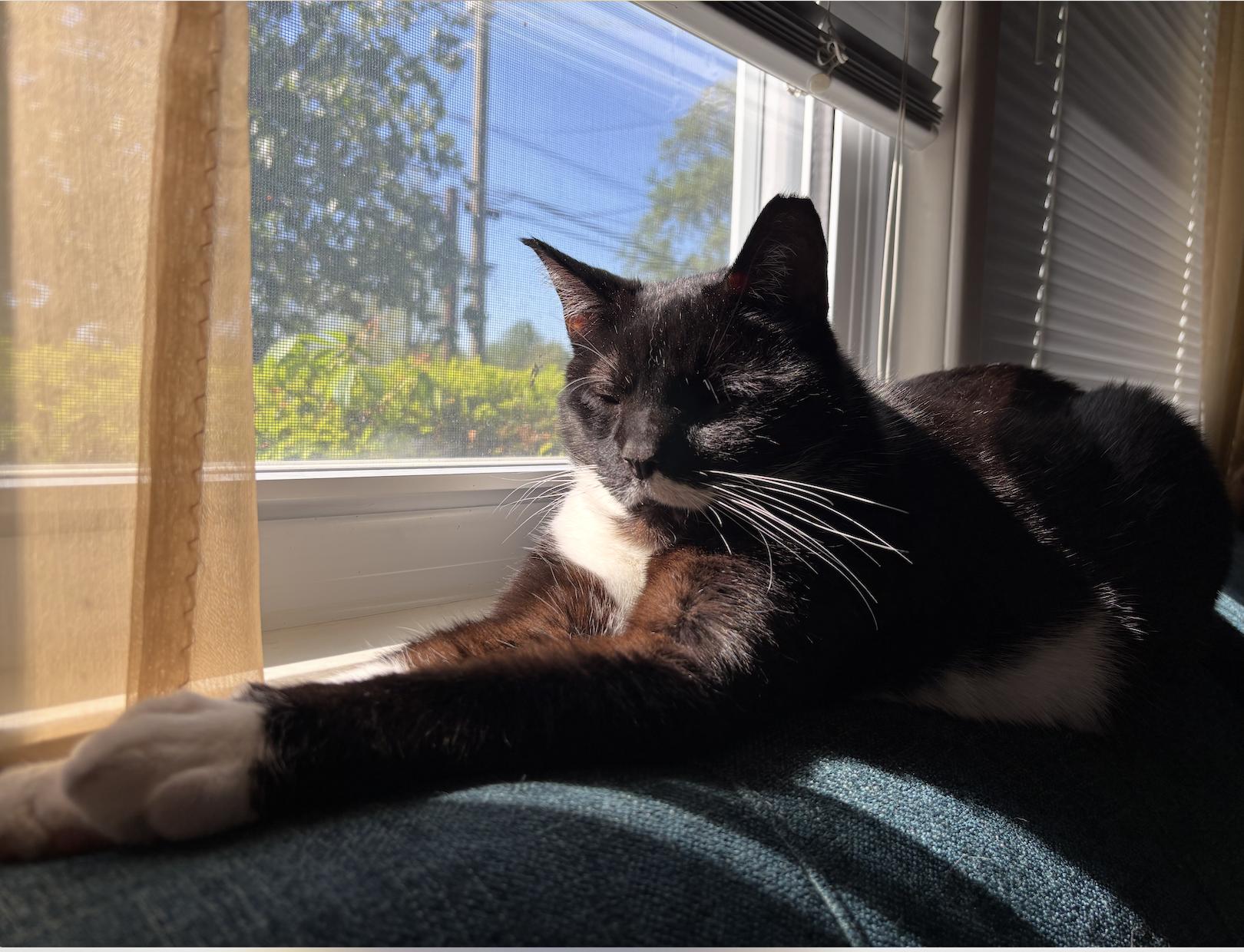 Wooten, an adoptable Domestic Short Hair in Richmond, KY image 5/6