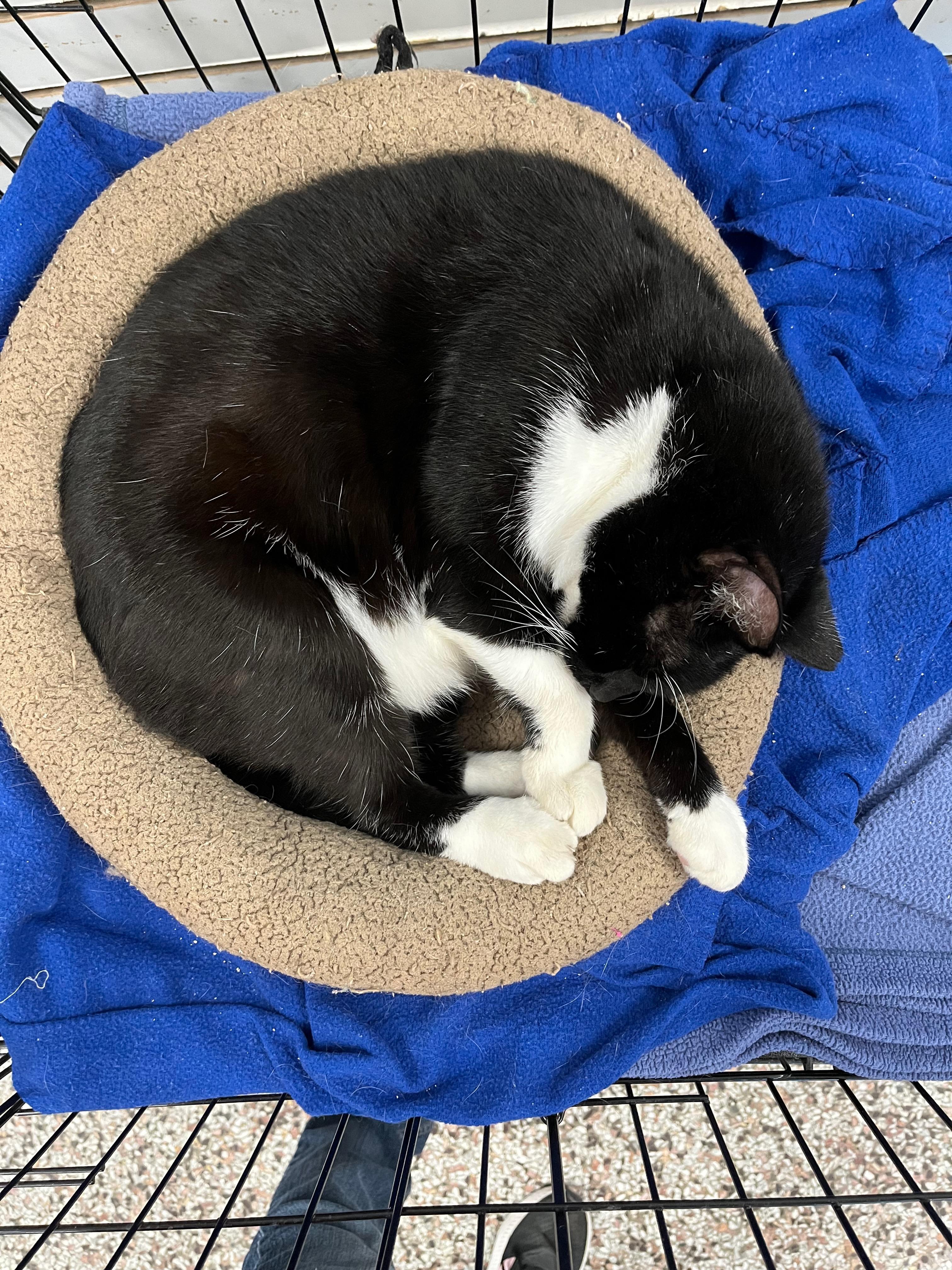 Enlarge Wooten, a Adoptable Domestic Short Hair in Richmond, KY image 6/6