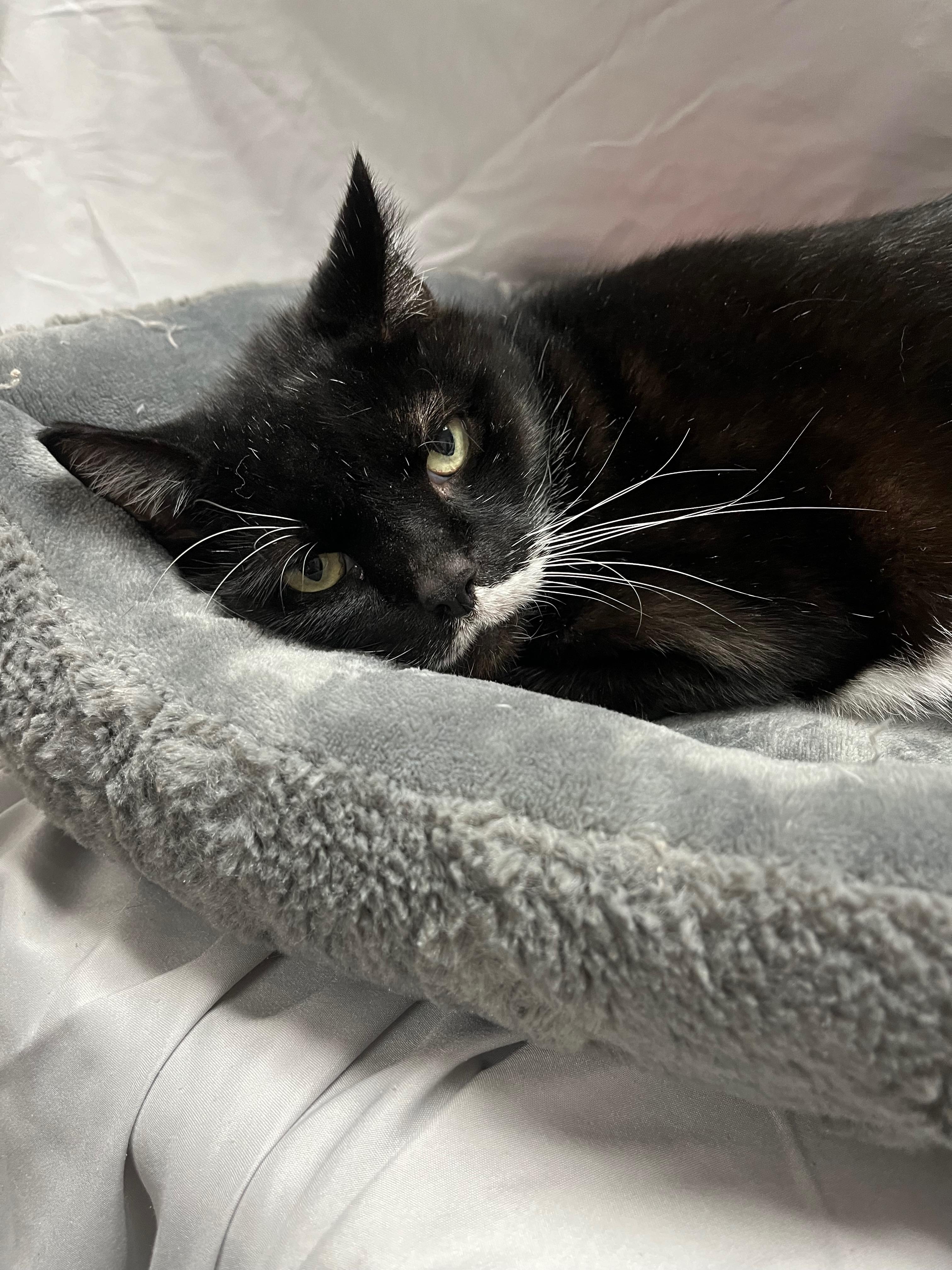 Wooten, a Adoptable Domestic Short Hair in Richmond, KY image 5/6