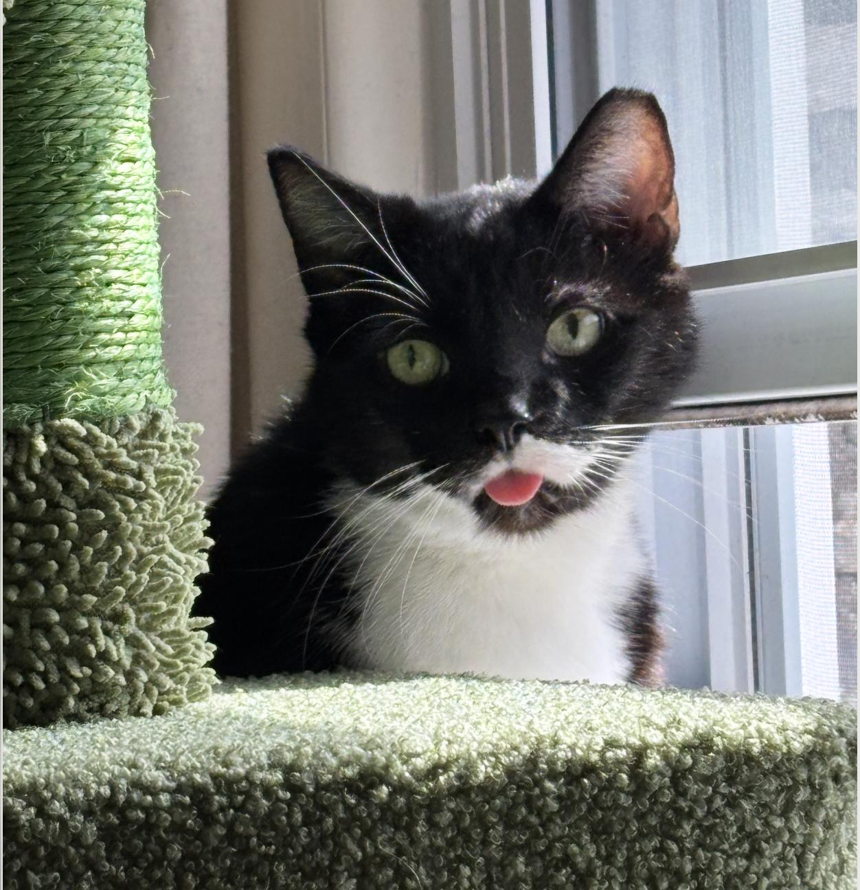 Wooten, adoptable, Adult Male Domestic Short Hair.