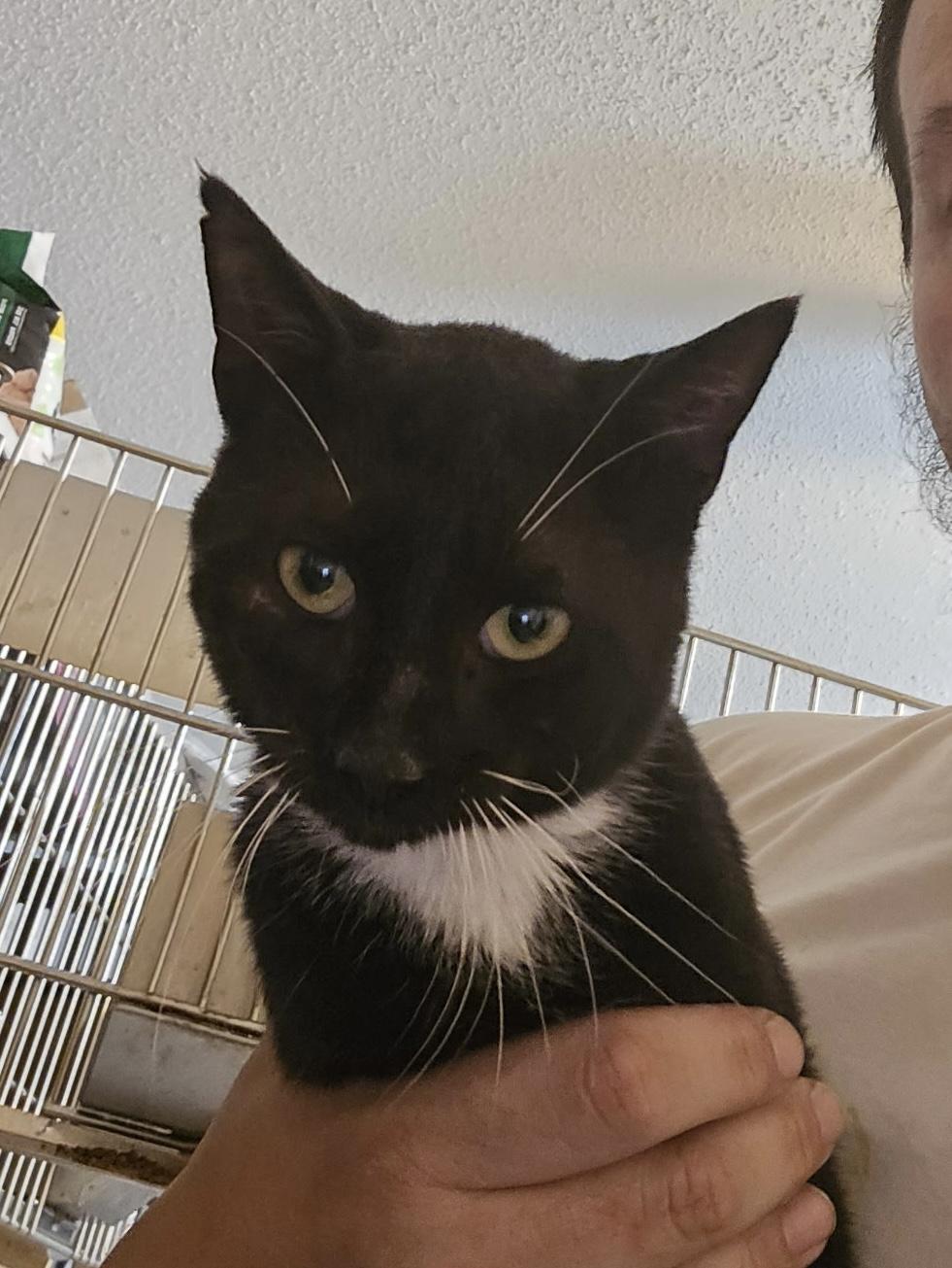Enlarge Sebastian, a ADOPTABLE Domestic Short Hair in GREENVILLE, NC image 1/1
