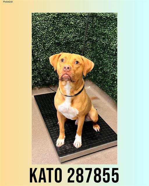 KATO, Adoptable, Young Male Mixed Breed.