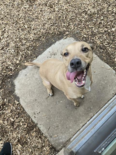 Enlarge CIDER, a Adoptable mixed breed in London, ON image 1/1