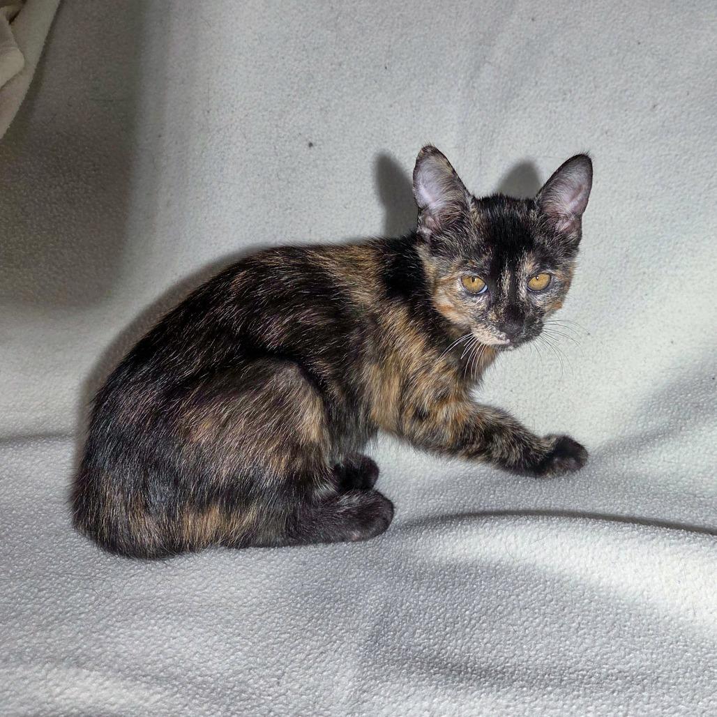 Isfet, Adoptable, Kitten Female Domestic Short Hair.