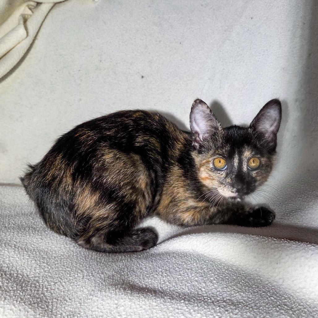 Enlarge Isfet, a Adoptable Domestic Short Hair in San Diego, CA image 2/5