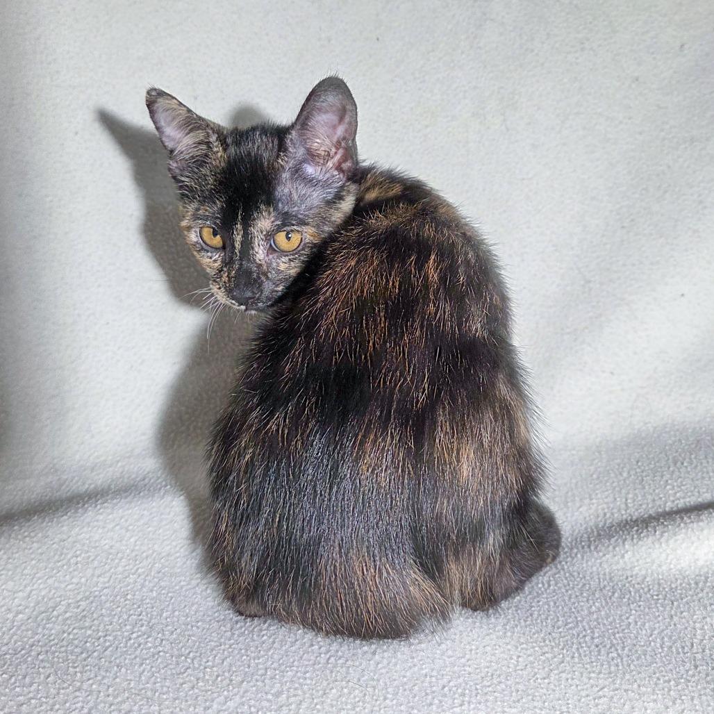 Enlarge Isfet, a Adoptable Domestic Short Hair in San Diego, CA image 3/5
