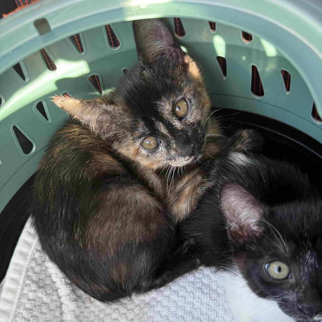Enlarge Isfet, a Adoptable Domestic Short Hair in San Diego, CA image 4/5