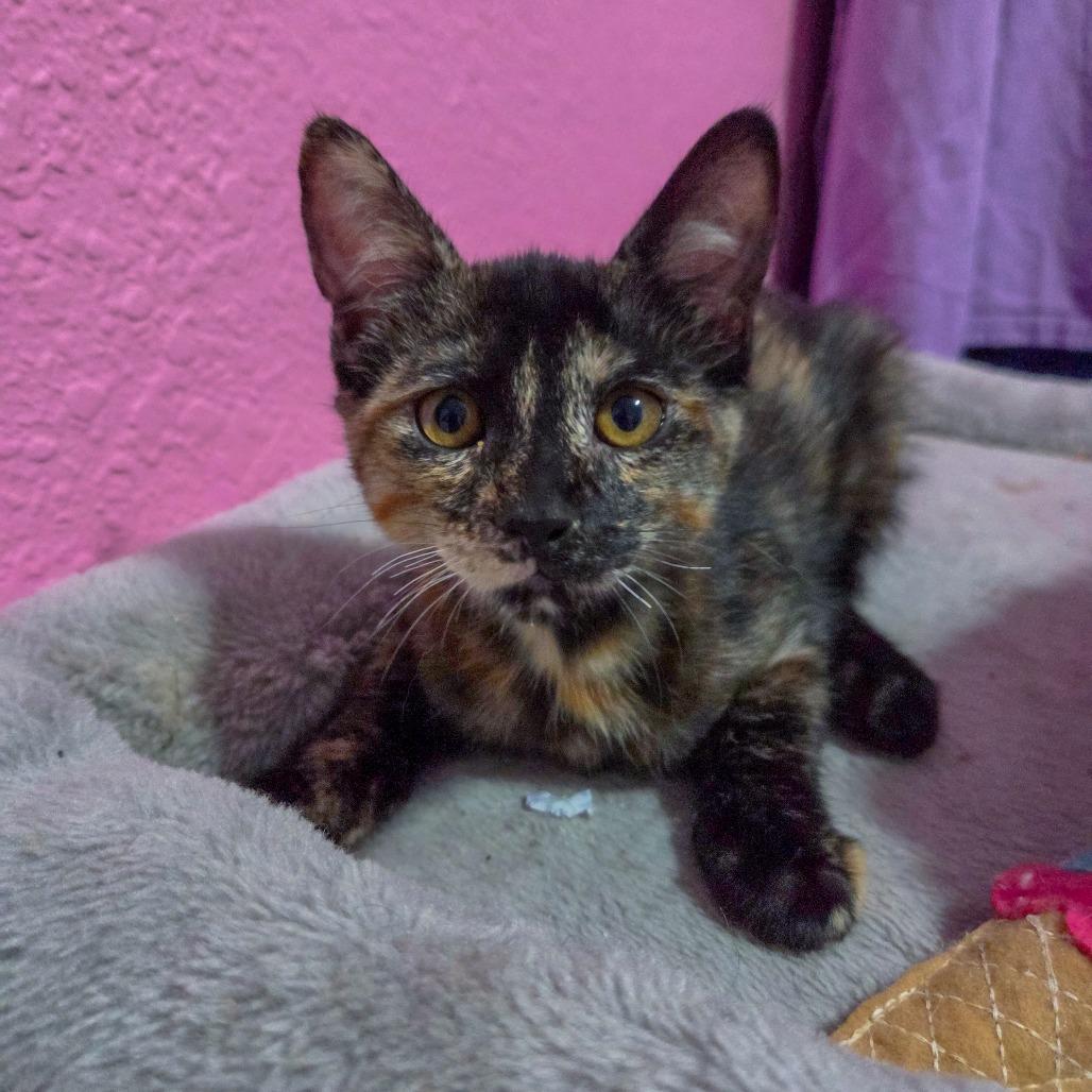 Enlarge Isfet, a Adoptable Domestic Short Hair in San Diego, CA image 5/5