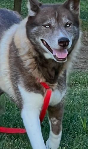 Lady Luxx, Adoptable, Puppy Female Siberian Husky.