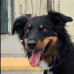 Enlarge Cooper, a ADOPTABLE mixed breed in Fallon, NV image 1/1