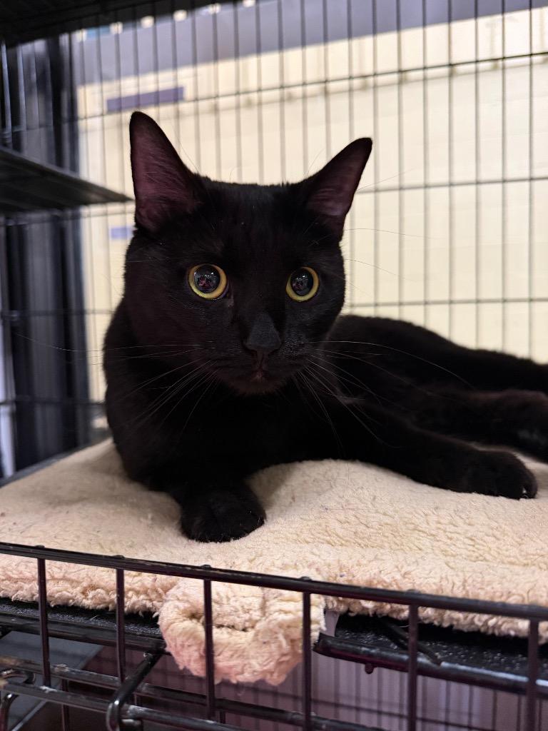 Enlarge Ember, a Adoptable mixed breed in Lancaster, PA image 1/1