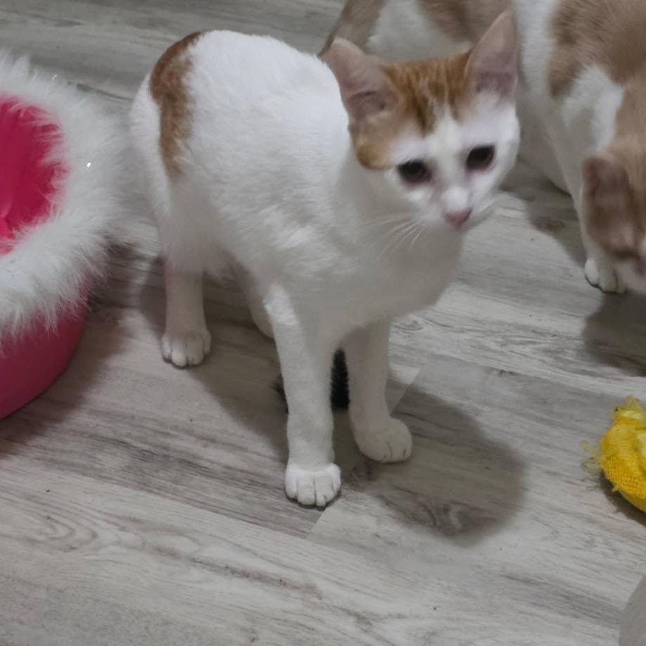 Spice, Adoptable, Young Female Domestic Short Hair.