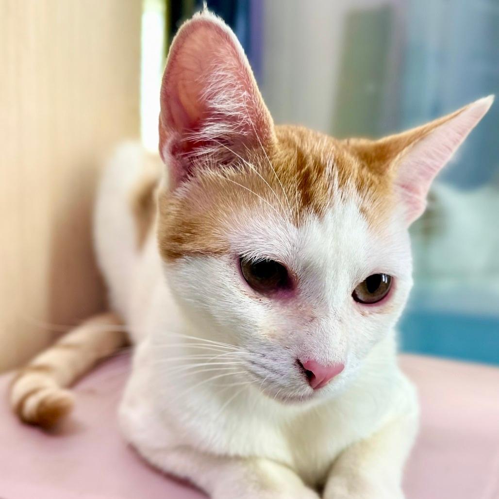 Spice, a Adoptable Domestic Short Hair in Victoria, BC image 2/2