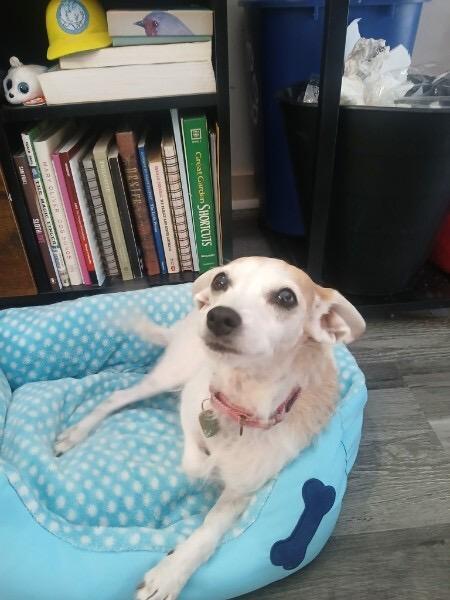 Fig, Adoptable, Senior Female Mixed Breed.
