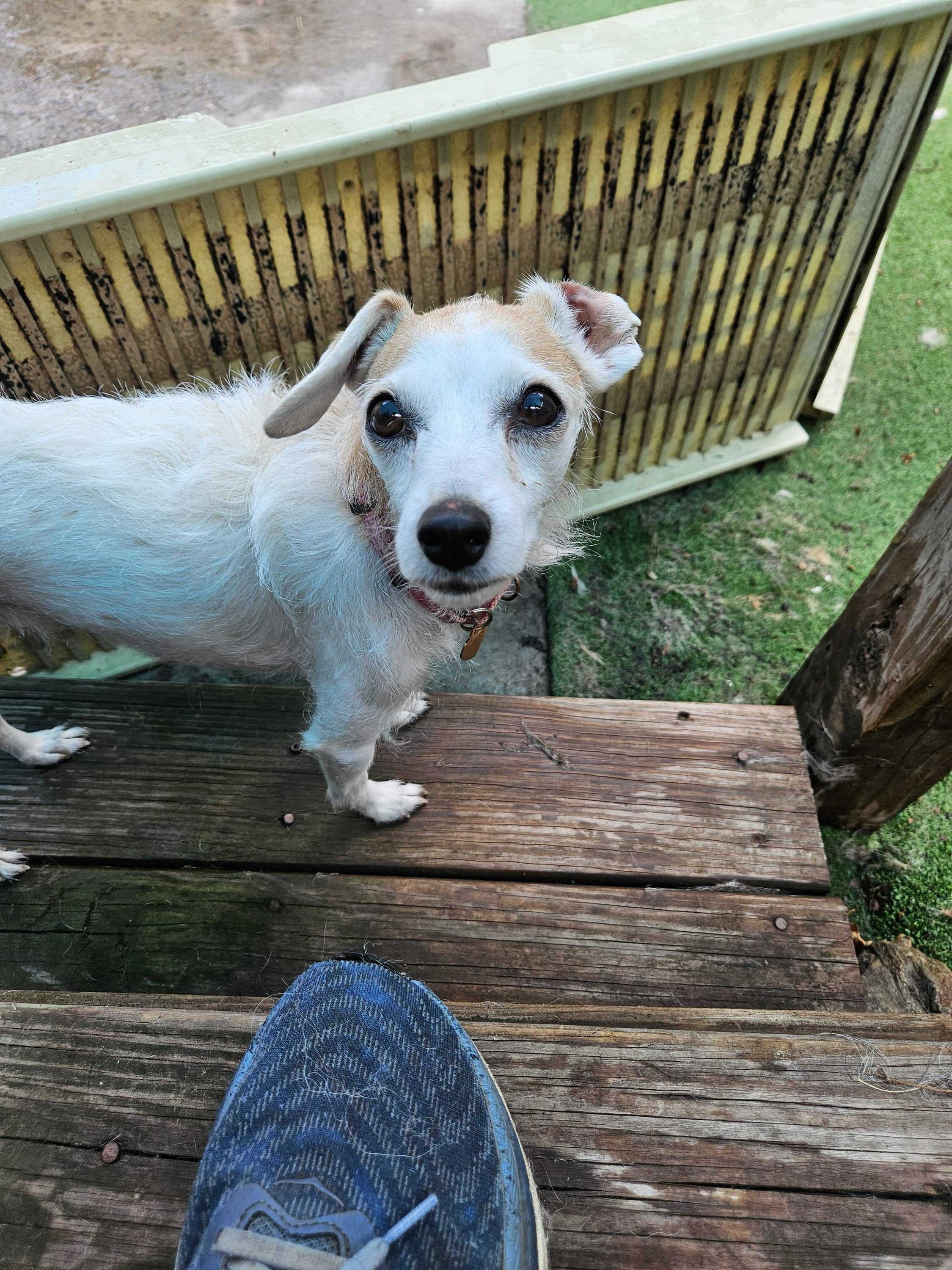 Enlarge Fig, a Adoptable Mixed Breed in Bowdoin, ME image 2/6