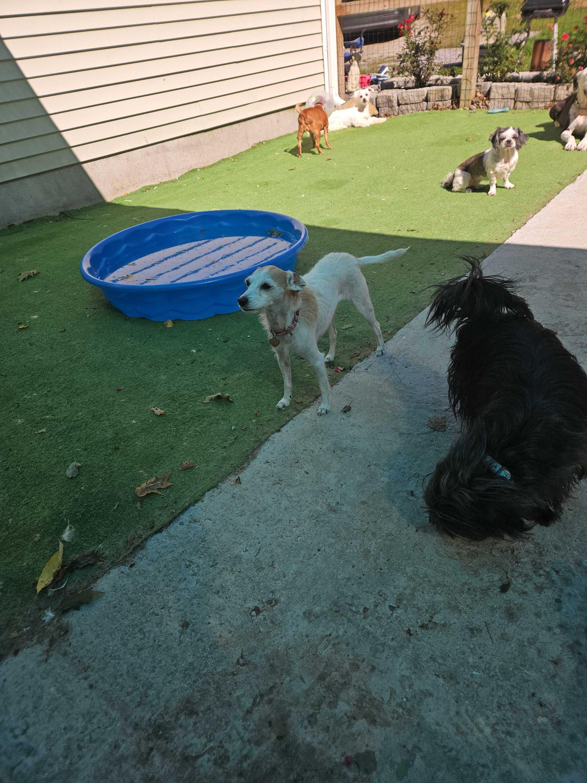 Enlarge Fig, a Adoptable Mixed Breed in Bowdoin, ME image 5/6