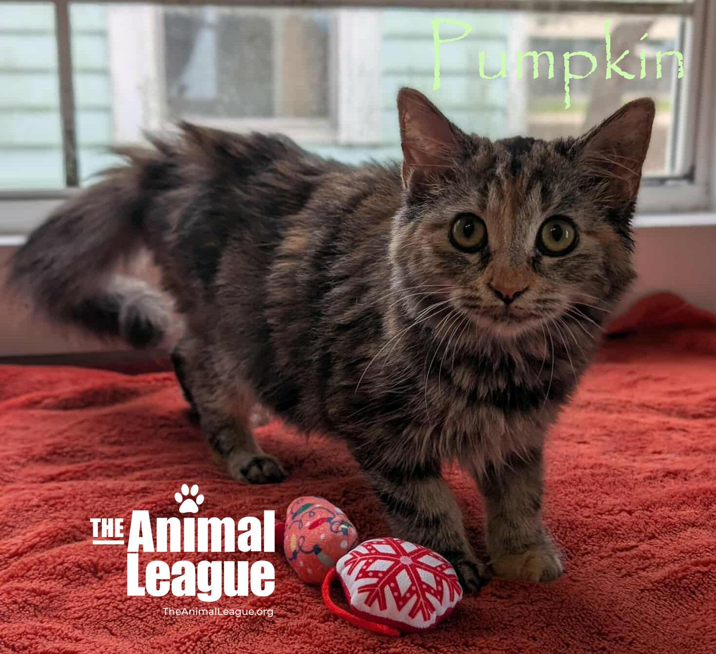 Pumpkin, a Adoptable Domestic Long Hair in Clermont, FL image 2/5