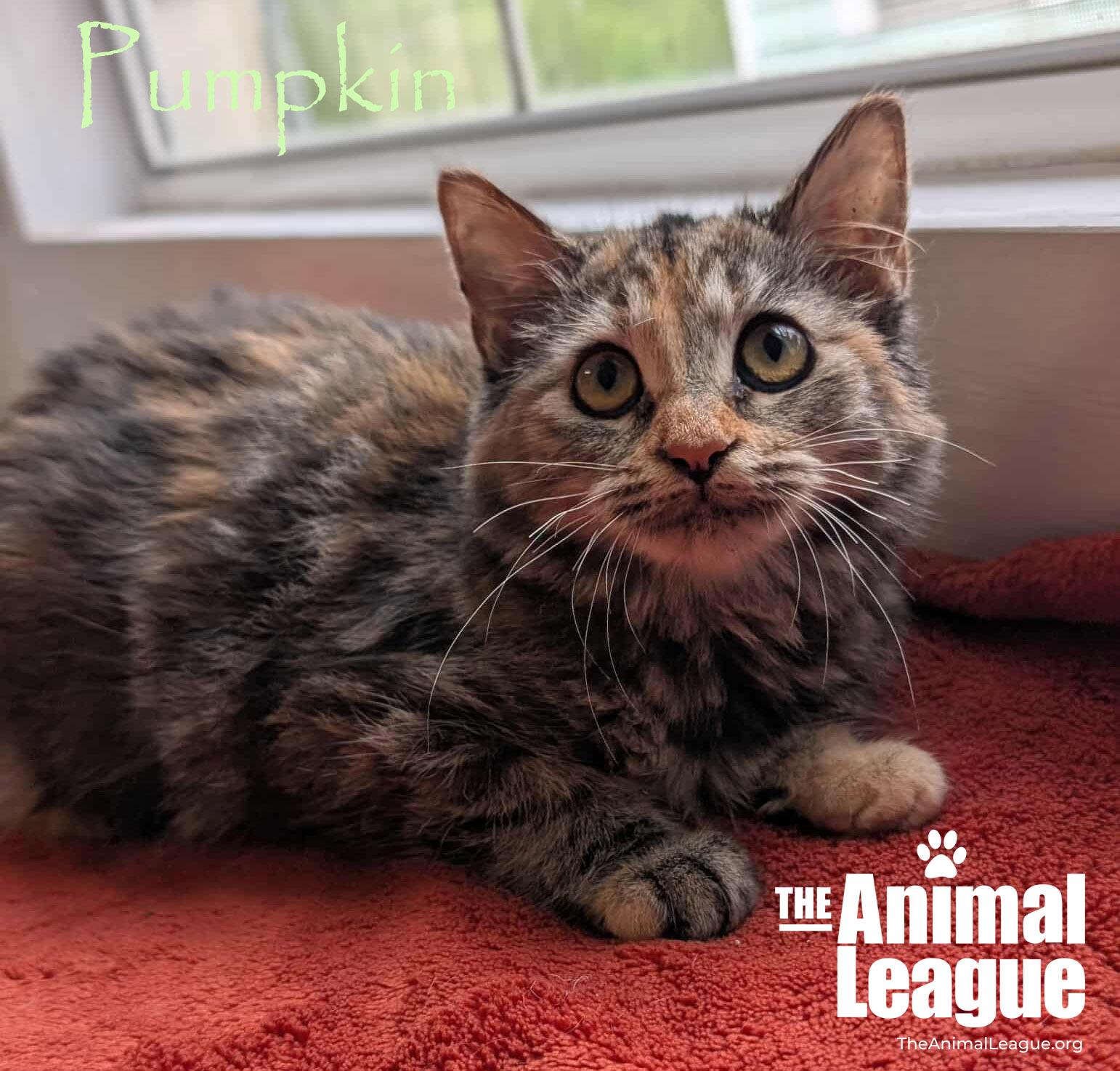 Pumpkin, Adoptable, Young Female Domestic Long Hair.