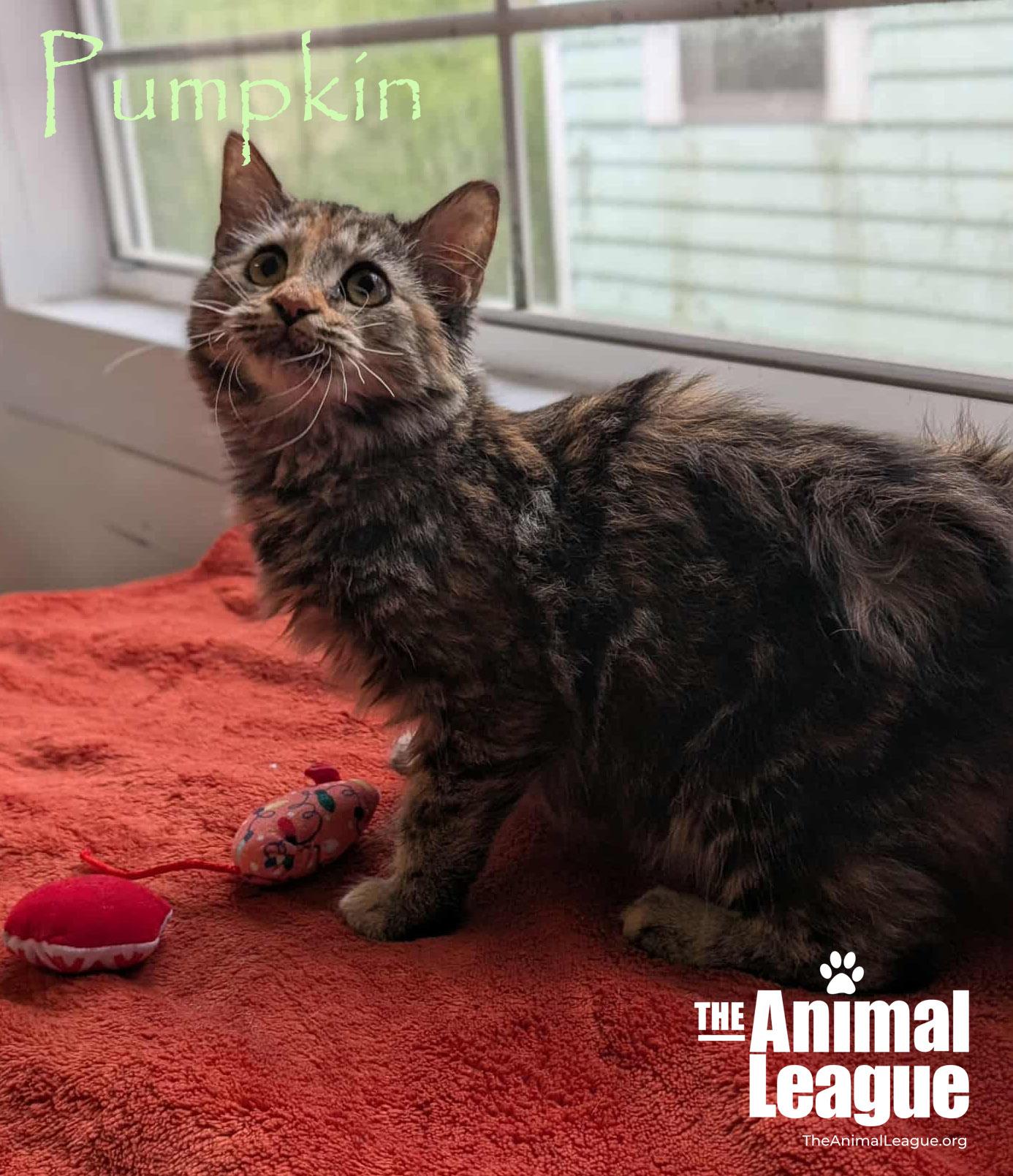 Pumpkin, a Adoptable Domestic Long Hair in Clermont, FL image 5/5