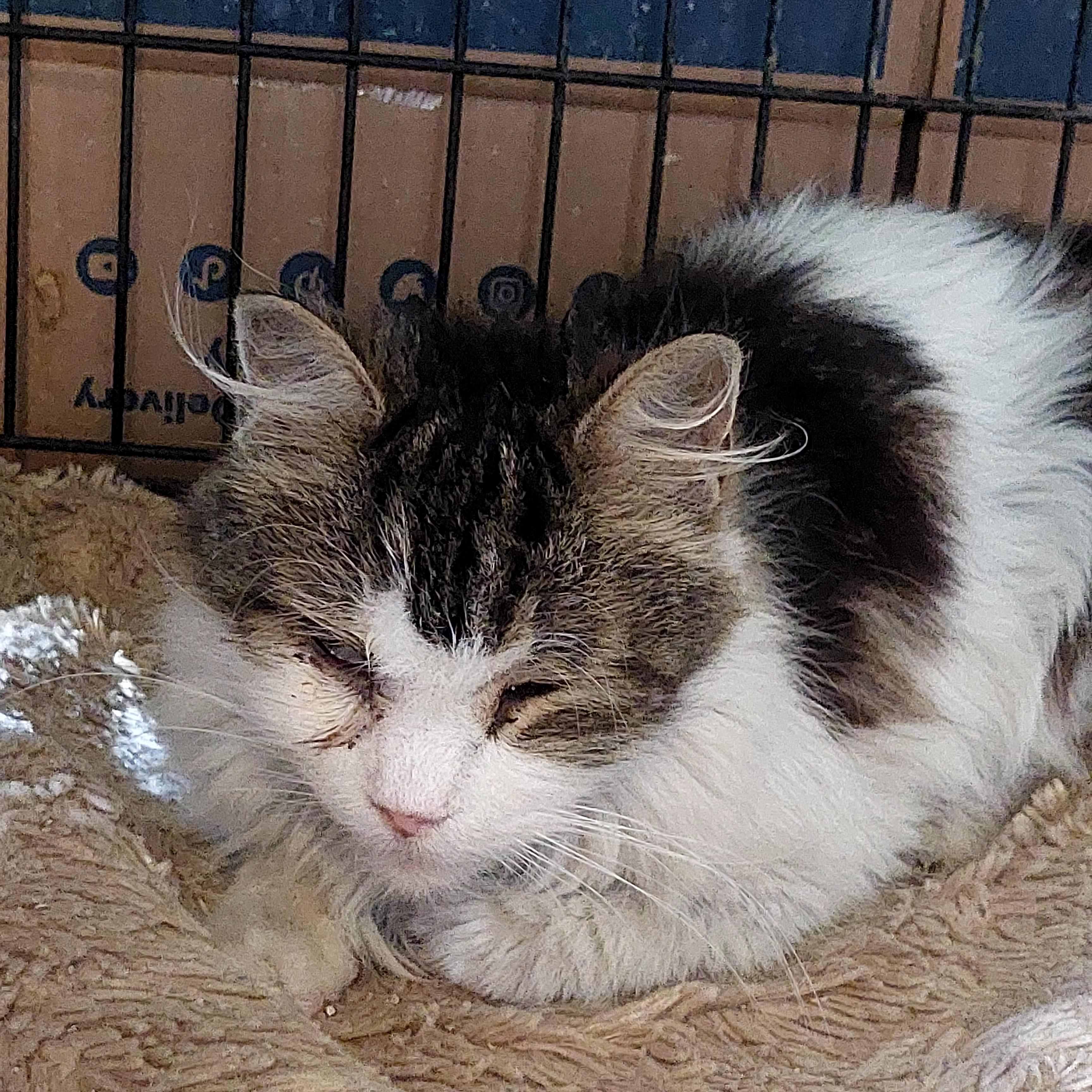 Spirit, Adoptable, Senior Male Domestic Short Hair.