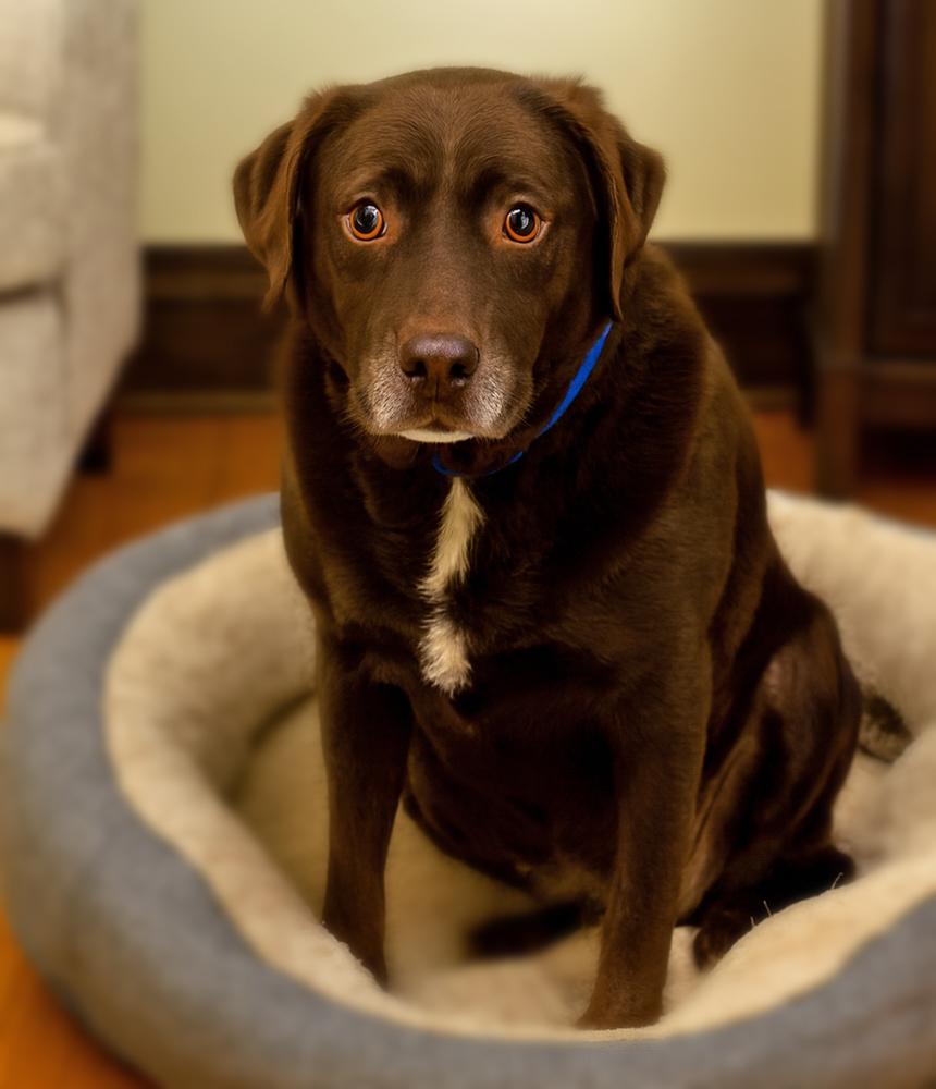 Elliot, Adoptable, Senior Male Labrador Retriever.