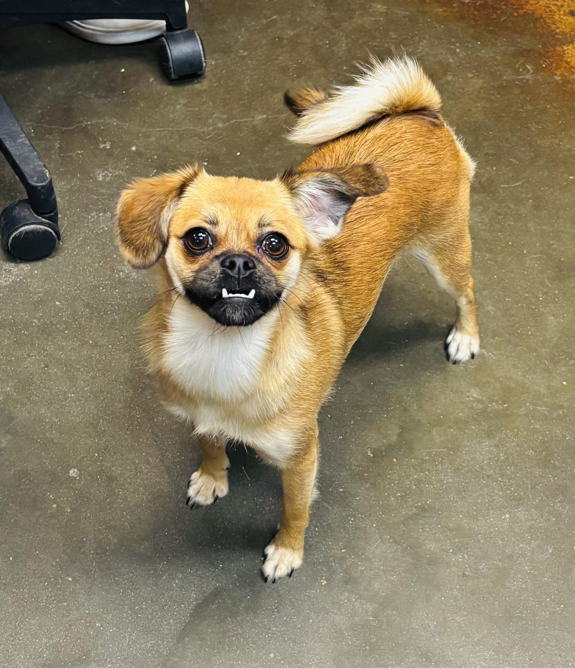 Cinnamon, Adopted, Adult Female Pekingese.