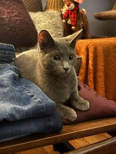 Little Walter, Adoptable, Kitten Male Domestic Short Hair & Tabby.