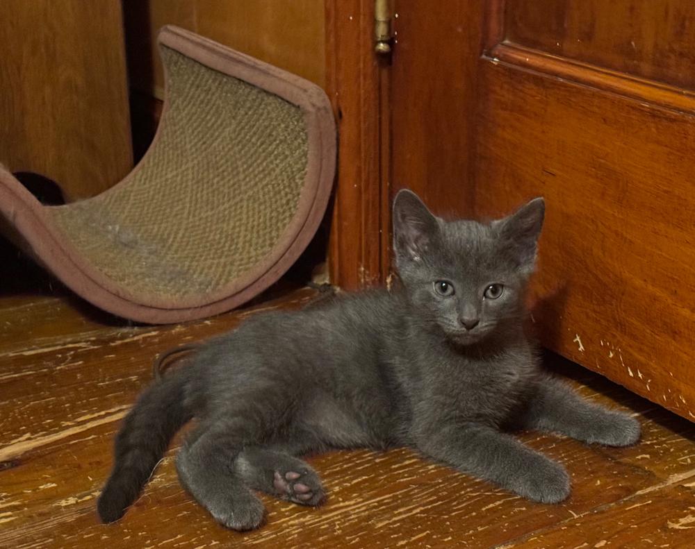 Little Walter, a Adoptable mixed breed in Cleveland, OH image 2/4