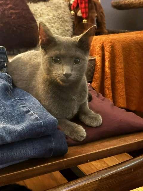 Little Walter, a Adoptable mixed breed in Cleveland, OH image 3/4