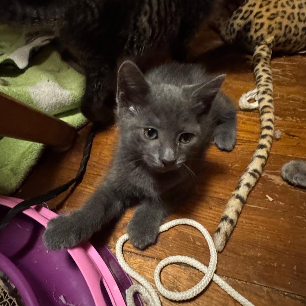 Little Walter, a Adoptable mixed breed in Cleveland, OH image 4/4