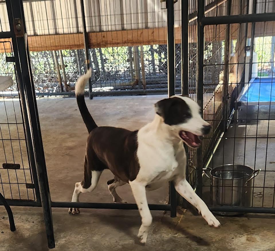 China, a Adoptable mixed breed in Marshall, AR image 1/6