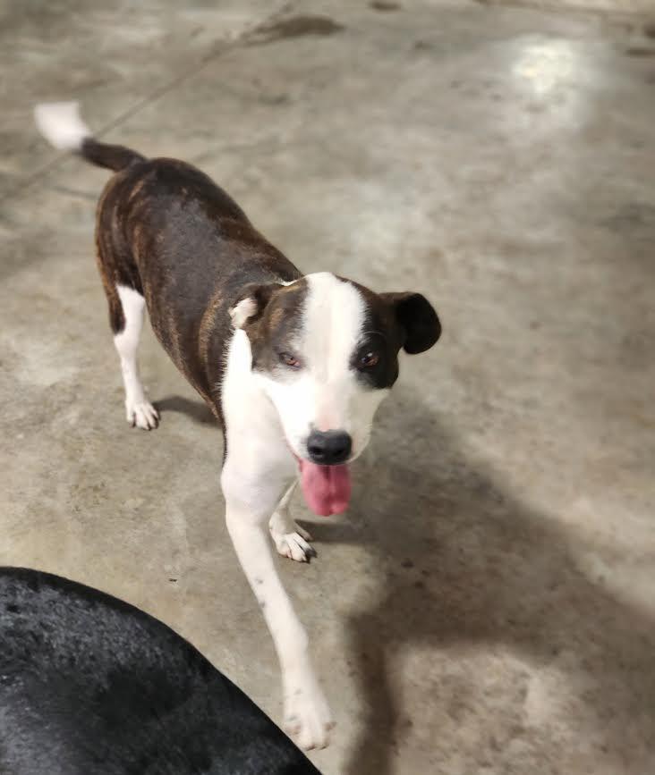 China, a Adoptable mixed breed in Marshall, AR image 2/6