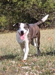 China, Adoptable, Young Female Labrador Retriever.