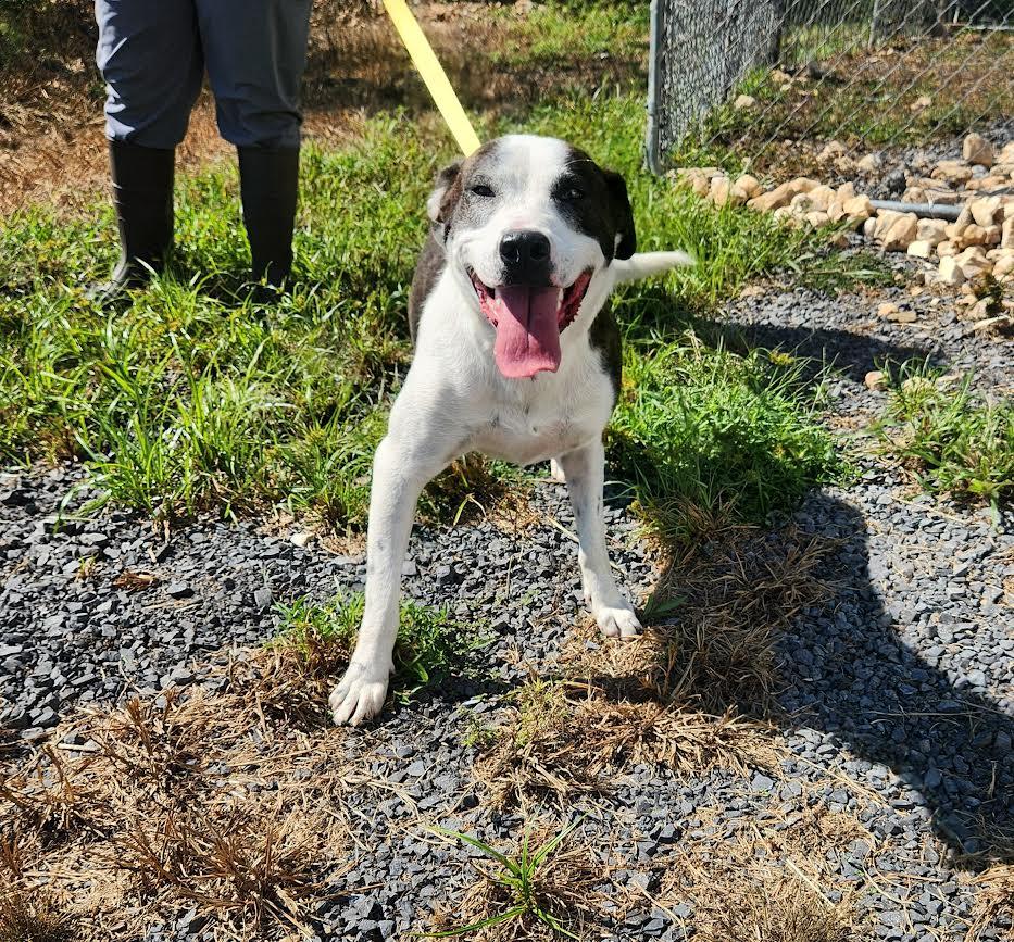 China, a Adoptable mixed breed in Marshall, AR image 3/6