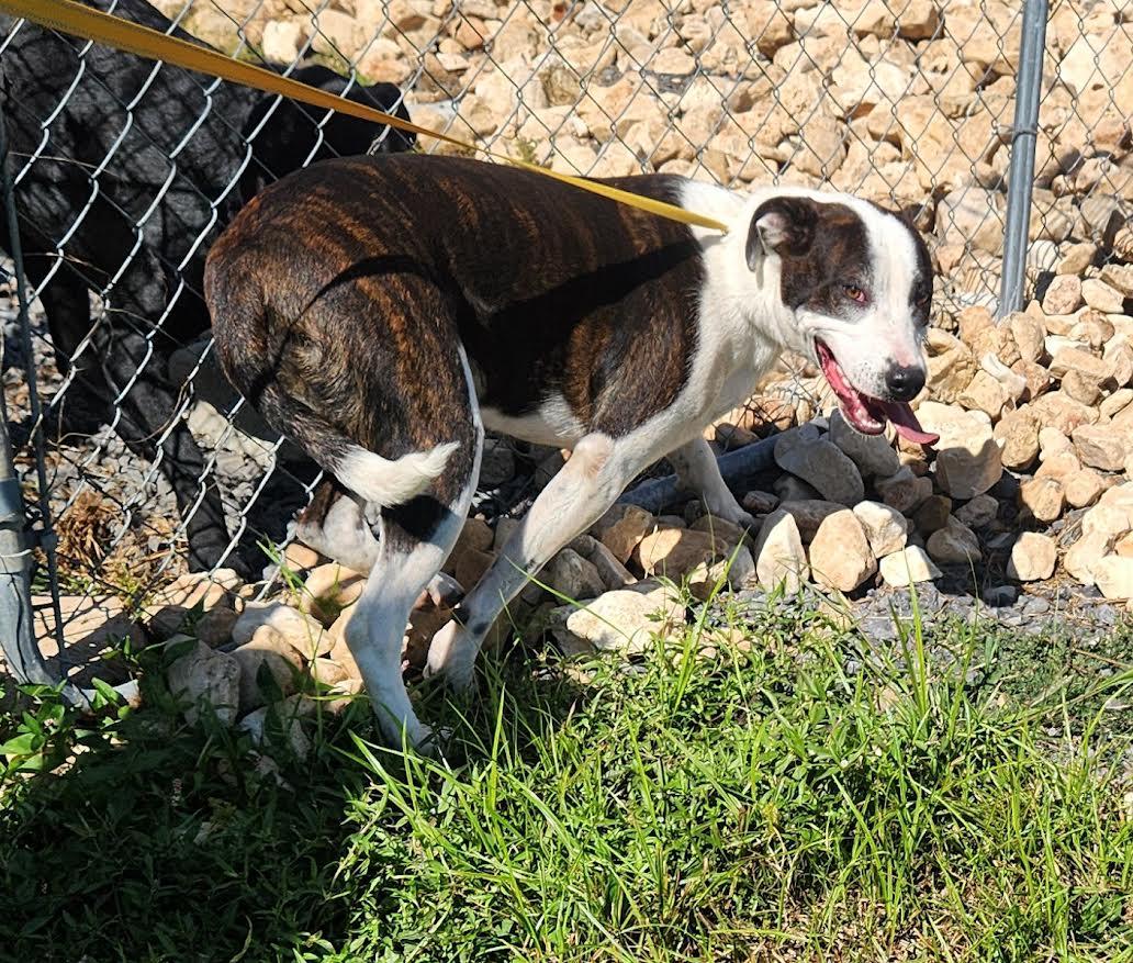 China, a Adoptable mixed breed in Marshall, AR image 4/6