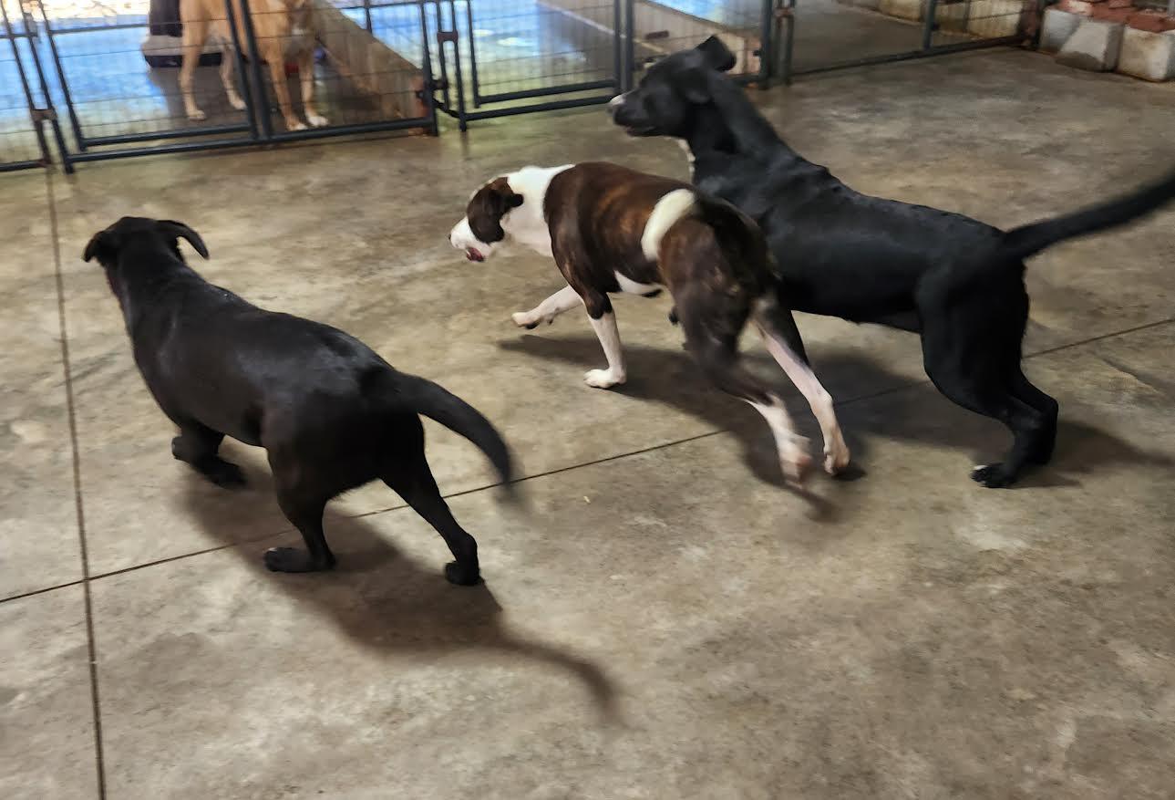 China, a Adoptable mixed breed in Marshall, AR image 5/6