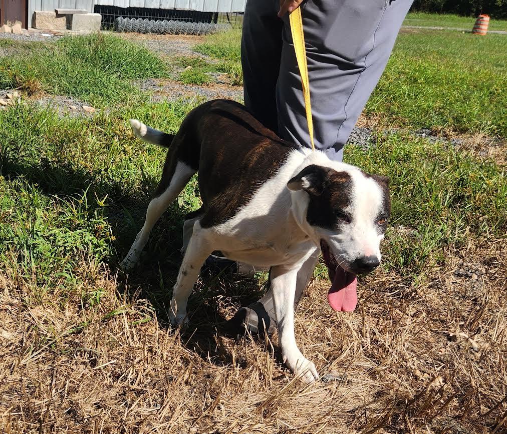 China, a Adoptable mixed breed in Marshall, AR image 6/6