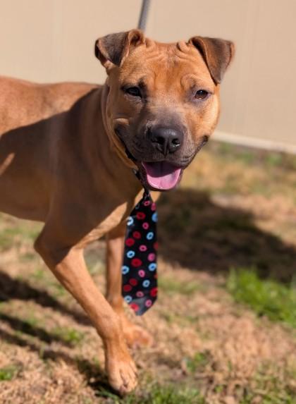 Enlarge Titan, a Adoptable mixed breed in Gulfport, MS image 1/3