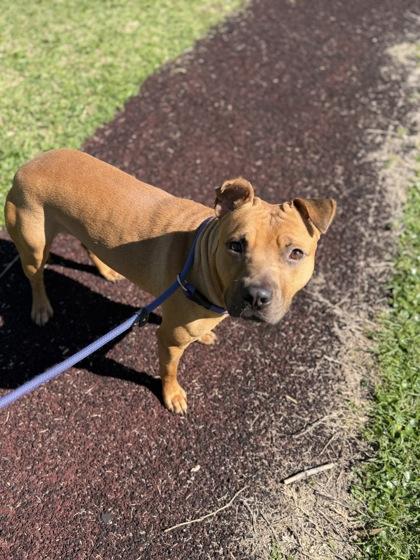 Enlarge Titan, a Adoptable mixed breed in Gulfport, MS image 2/3