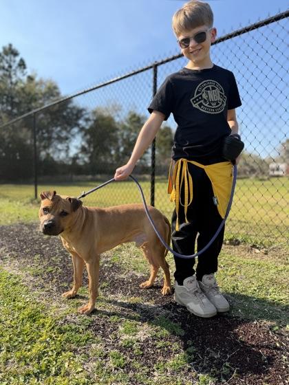 Enlarge Titan, a Adoptable mixed breed in Gulfport, MS image 3/3