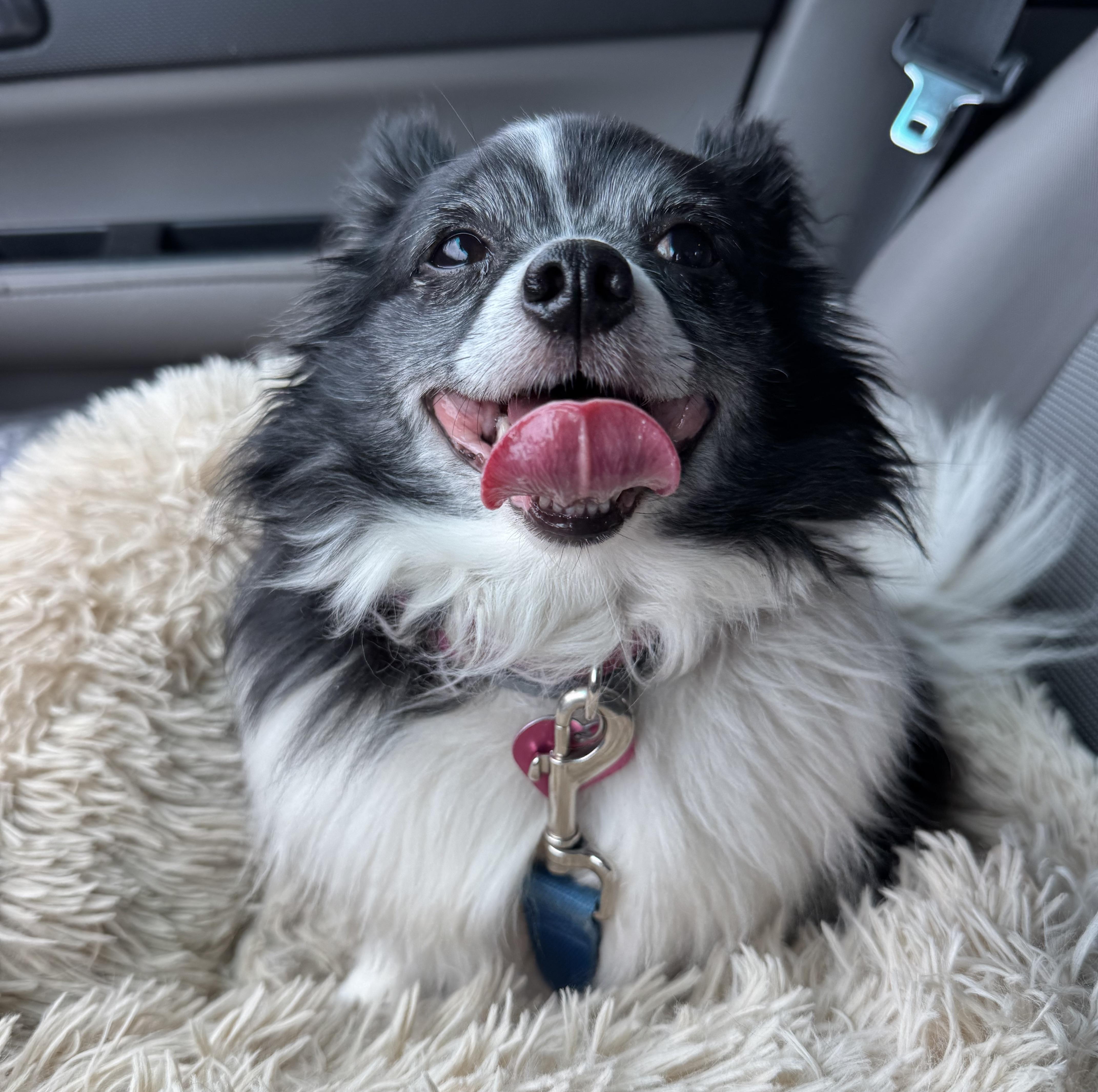 Enlarge Ravioli (she's absolute perfection), a ADOPTABLE mixed breed in Middletown, CT image 5/6