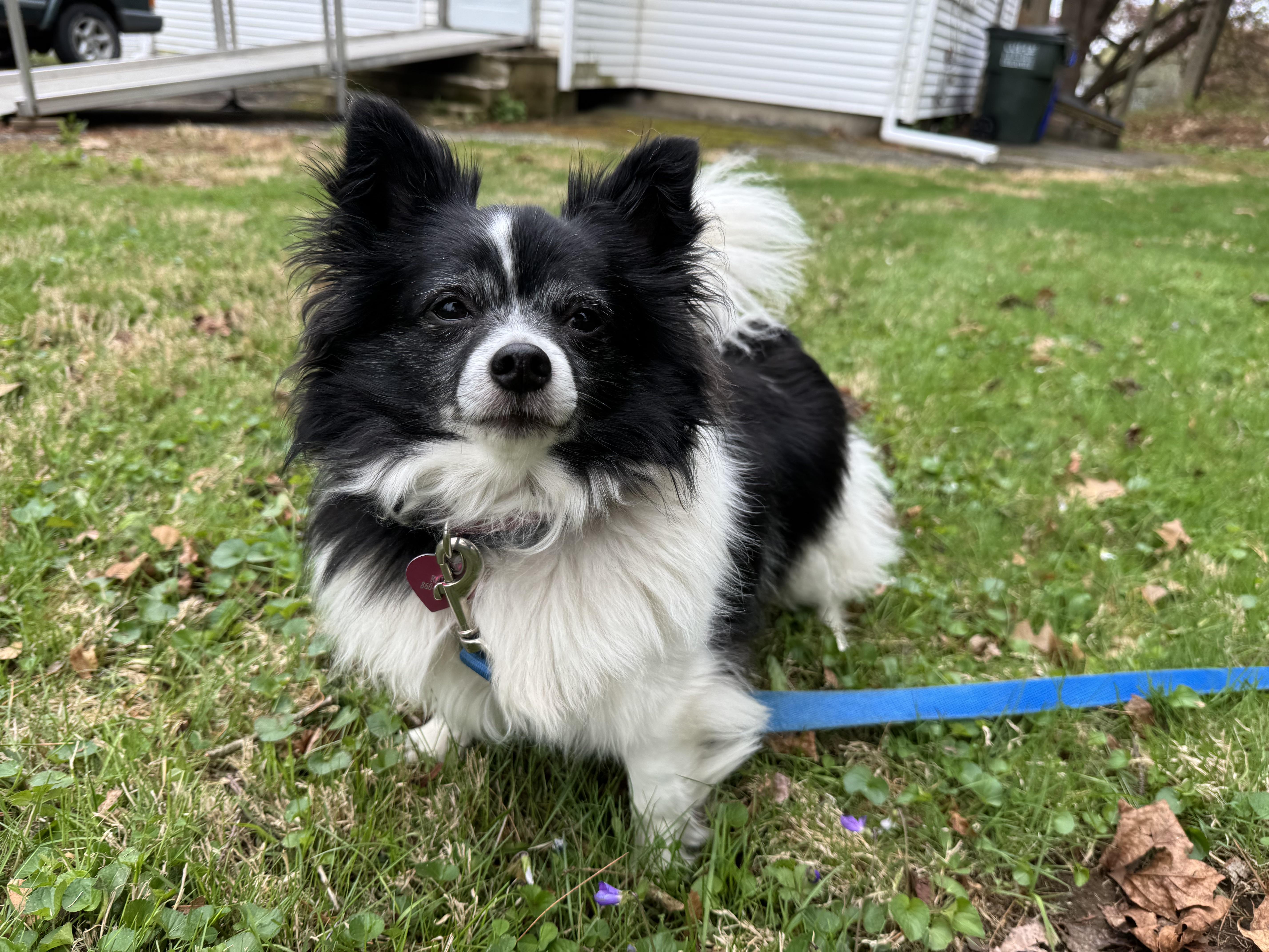 Enlarge Ravioli (she's absolute perfection), a ADOPTABLE mixed breed in Middletown, CT image 6/6