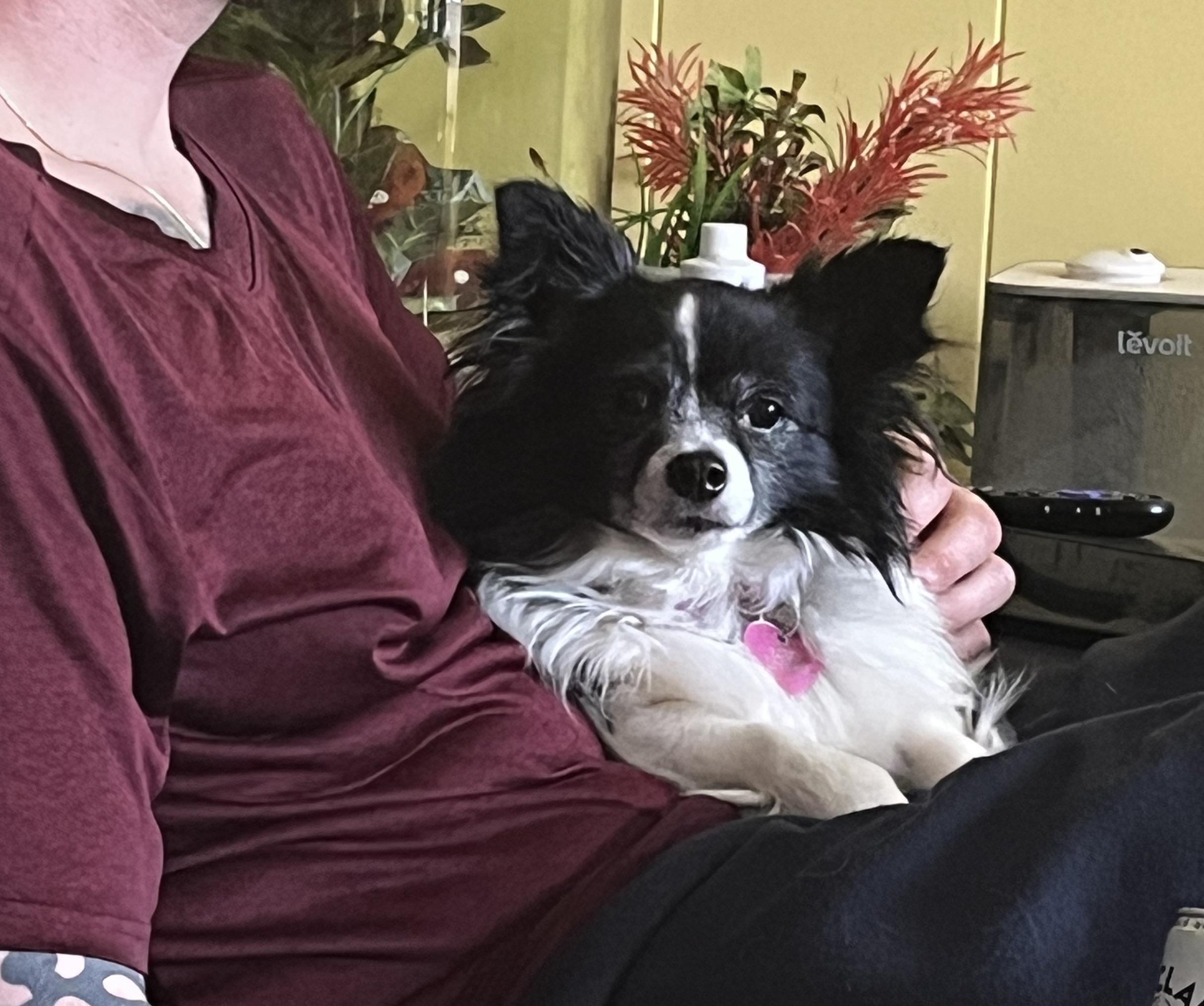 Enlarge Ravioli (she's absolute perfection), a ADOPTABLE mixed breed in Middletown, CT image 3/6