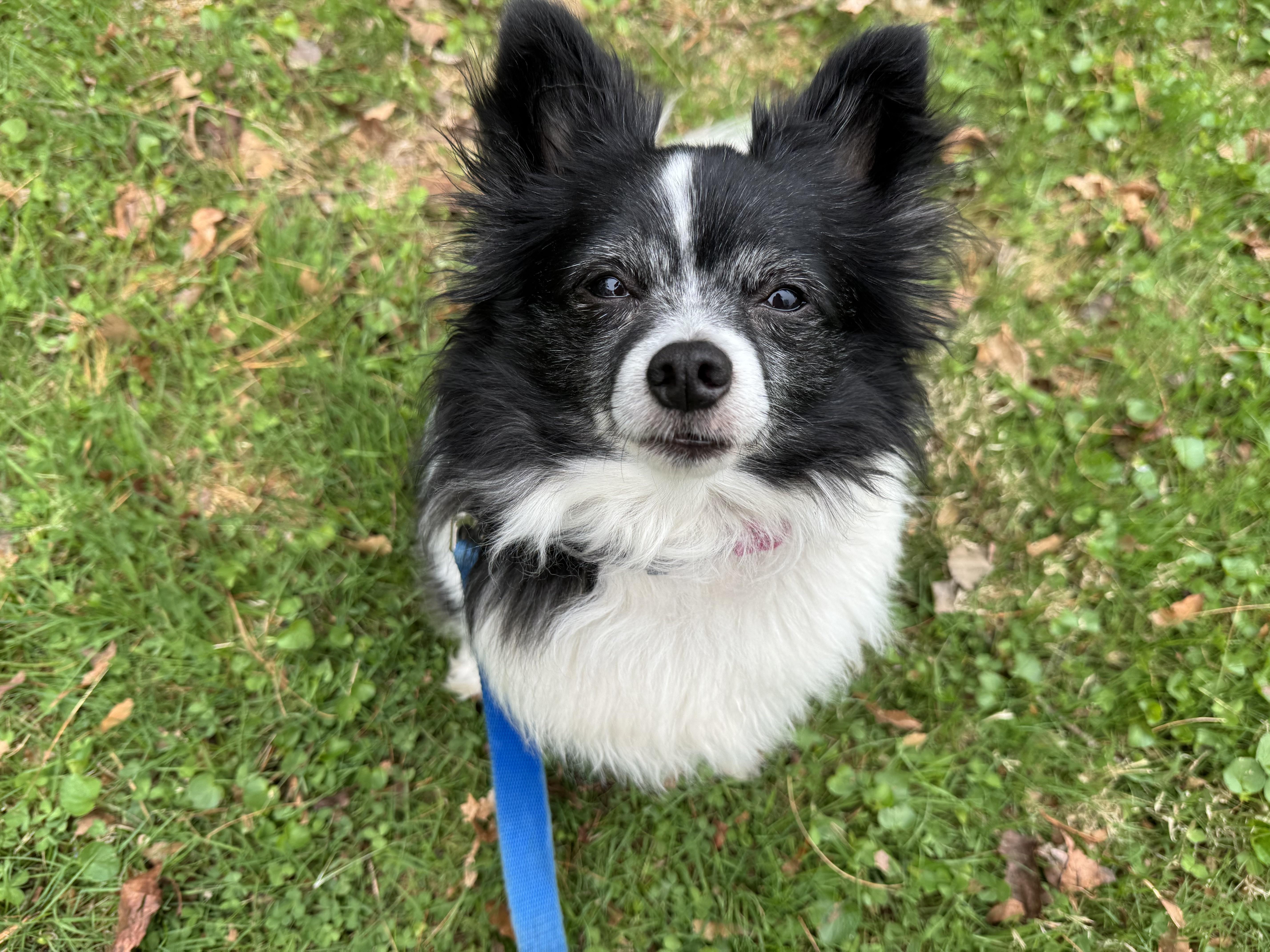Ravioli (she's absolute perfection), ADOPTABLE, Adult Female Papillon.
